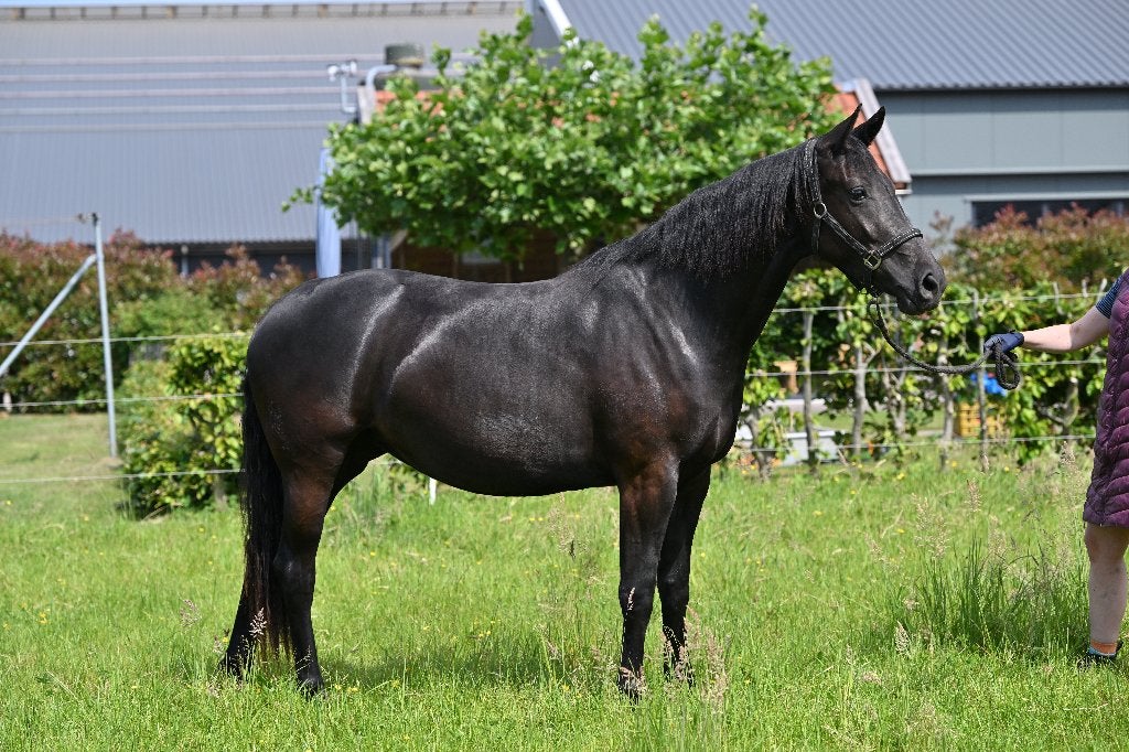 Fraaie bijna 3 jarige KWPN merrie Escamilla Bravo, Merrie, Met stamboom, Dressuurpaard, 3 tot 6 jaar