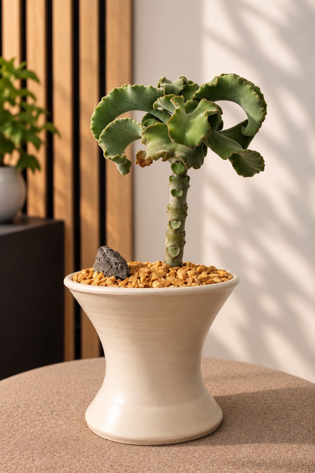 Kalanchoë Beharensis ‘Maltese Cross’ - uniek design, Vetplant, Ophalen of Verzenden, In pot, Minder dan 100 cm
