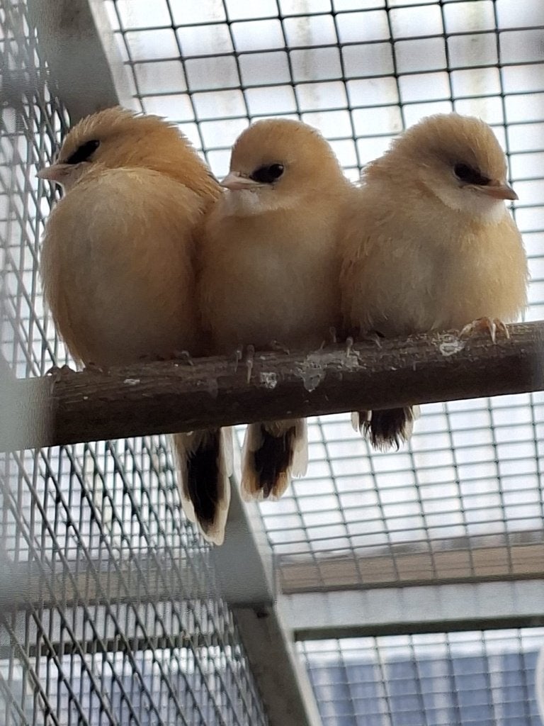 Baardmannetjes, Meerdere dieren, Wildzangvogel, Geringd
