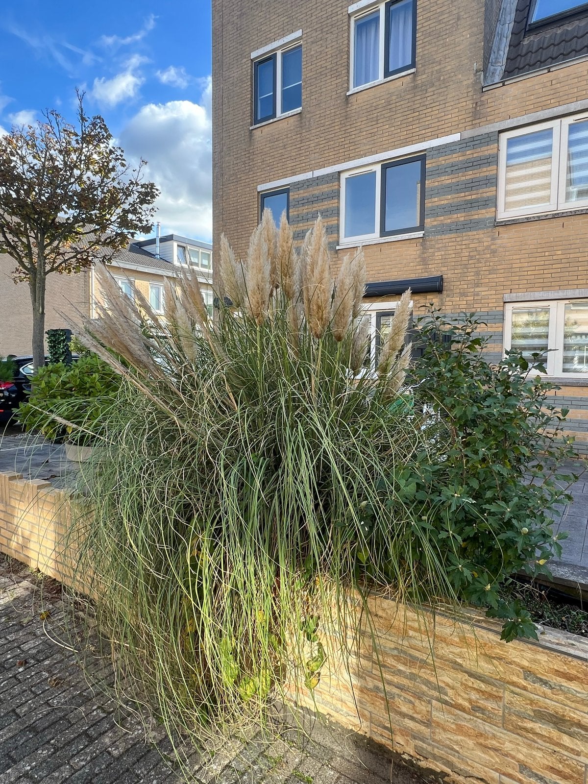 Grote Pampasgras (Cortaderia Selloana), Ophalen, Volle zon, Vaste plant, Siergrassen