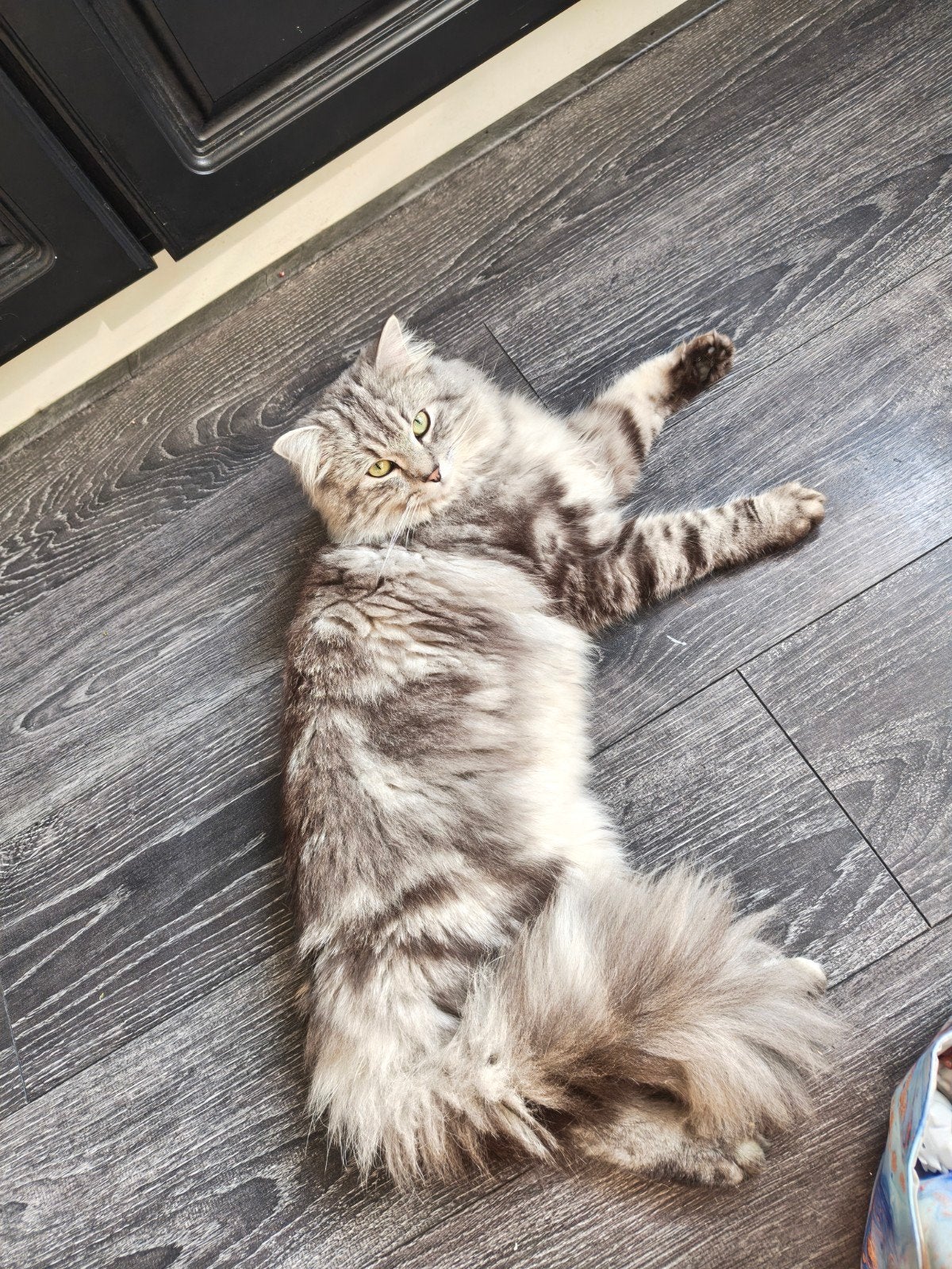 Dekkater Ragdoll Blue point mink Lynx, Dieren en Toebehoren