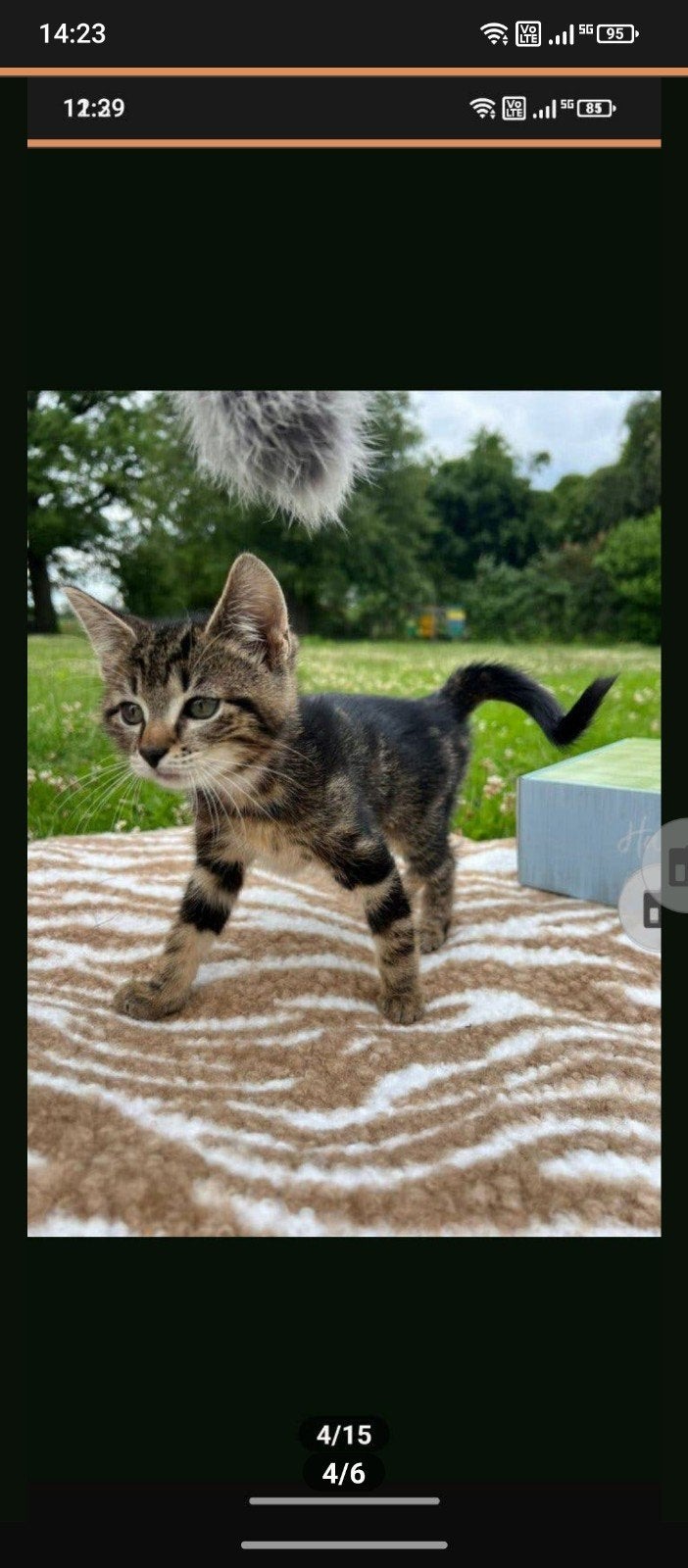 Kitten gratis af te halen, Dieren en Toebehoren, Katten en Kittens | Overige Katten, Kortharig, Kater, 0 tot 2 jaar