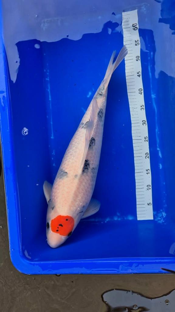 Tancho showa koi omosako 63 cm, Karper of Koi