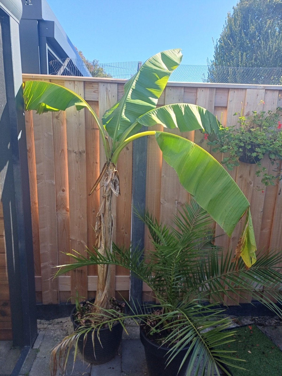 bananenboom, Ophalen, Volle zon, Overige soorten