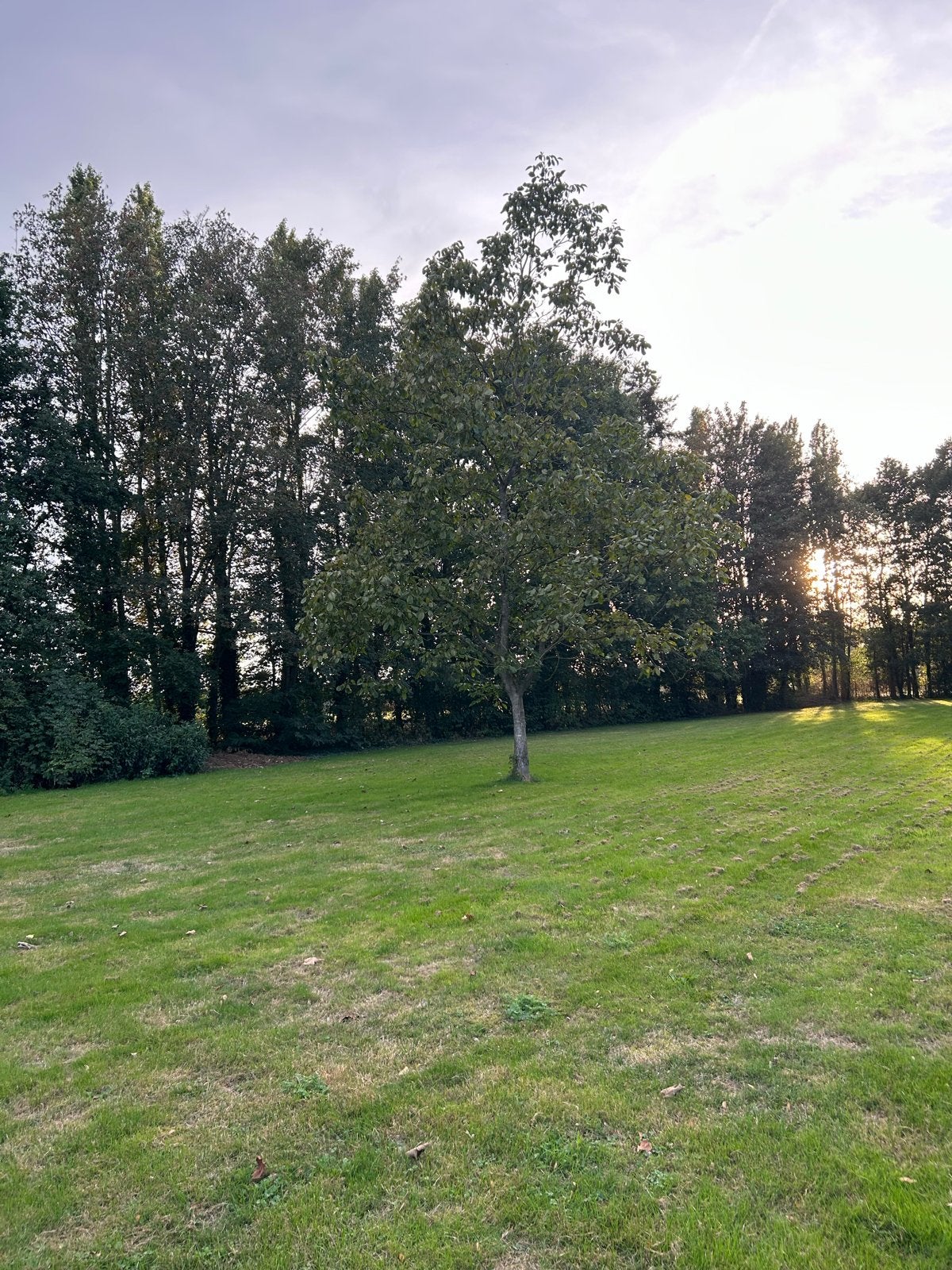 Prachtige walnotenboom, Bloeit niet, Overige soorten, 250 tot 400 cm, Ophalen