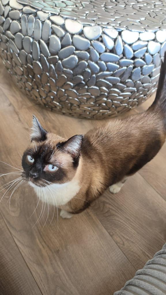 Poes halve rus/heilige birmaan, Dieren en Toebehoren, Poes, Gechipt