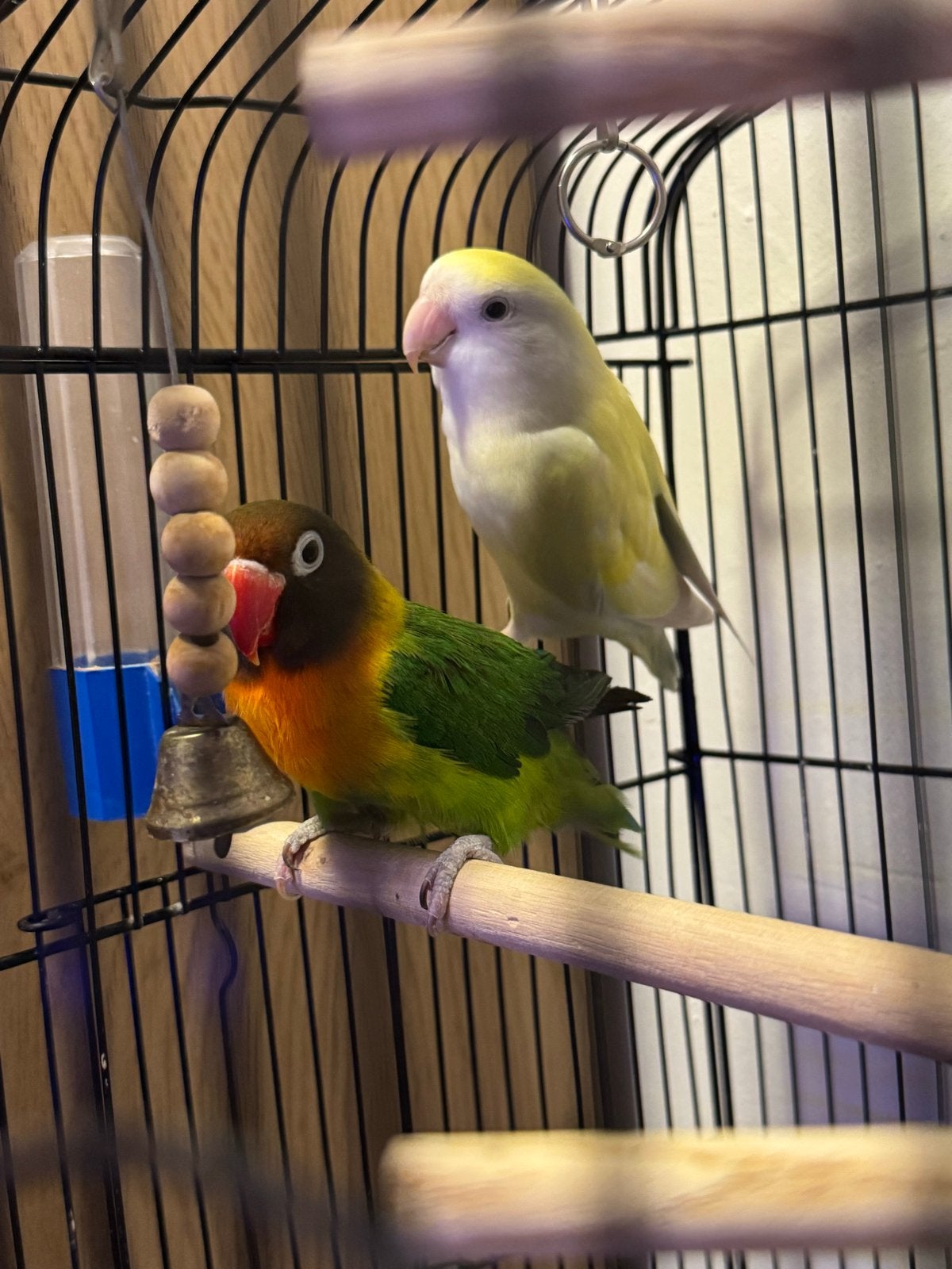 2 lieve Agapornissen met kooi en accessoires – samen, Dieren en Toebehoren, Meerdere dieren, Papegaai, Tam