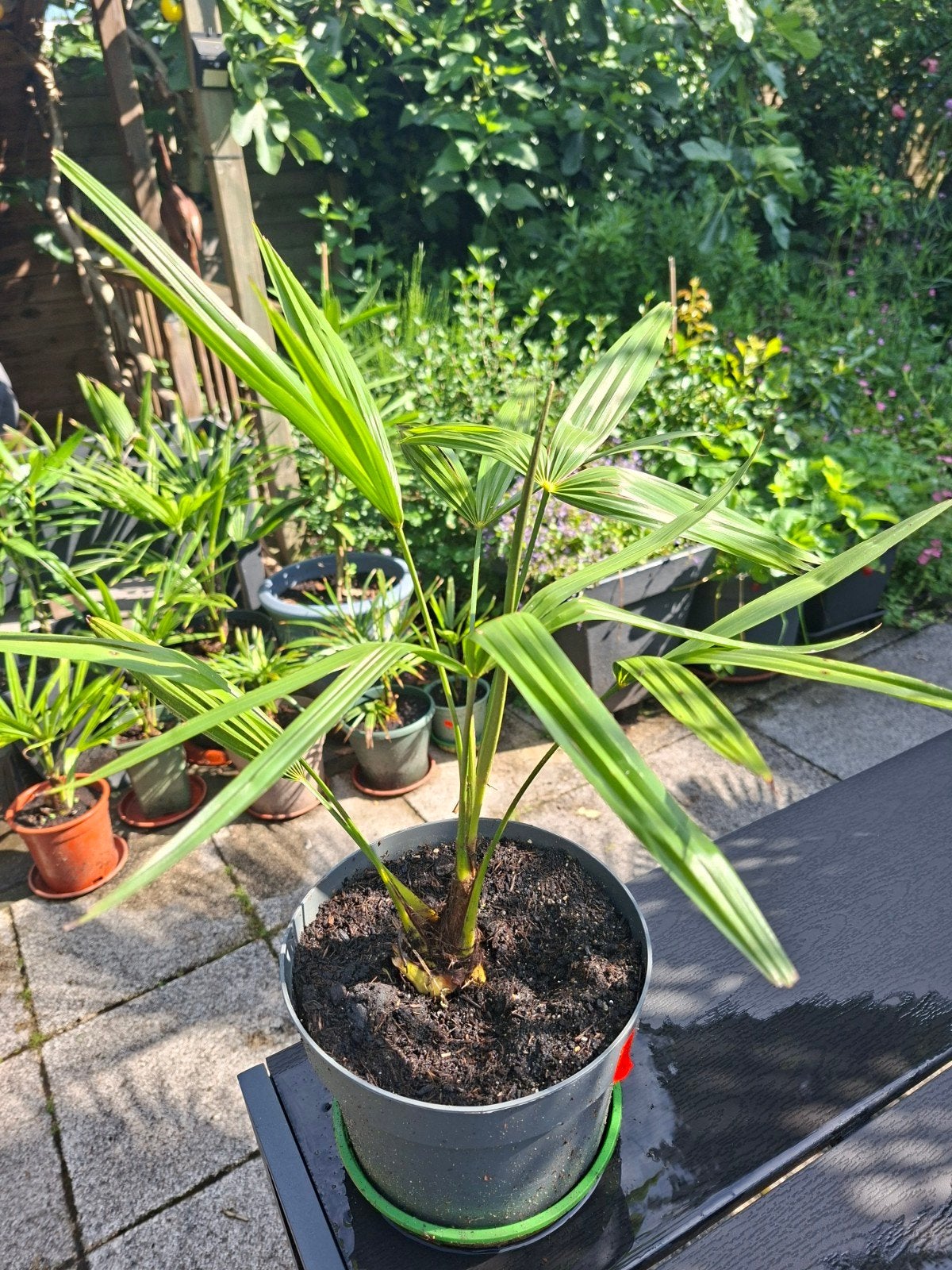 Winter harde palmbomen, 100 tot 250 cm, Zomer, Palmboom, Ophalen
