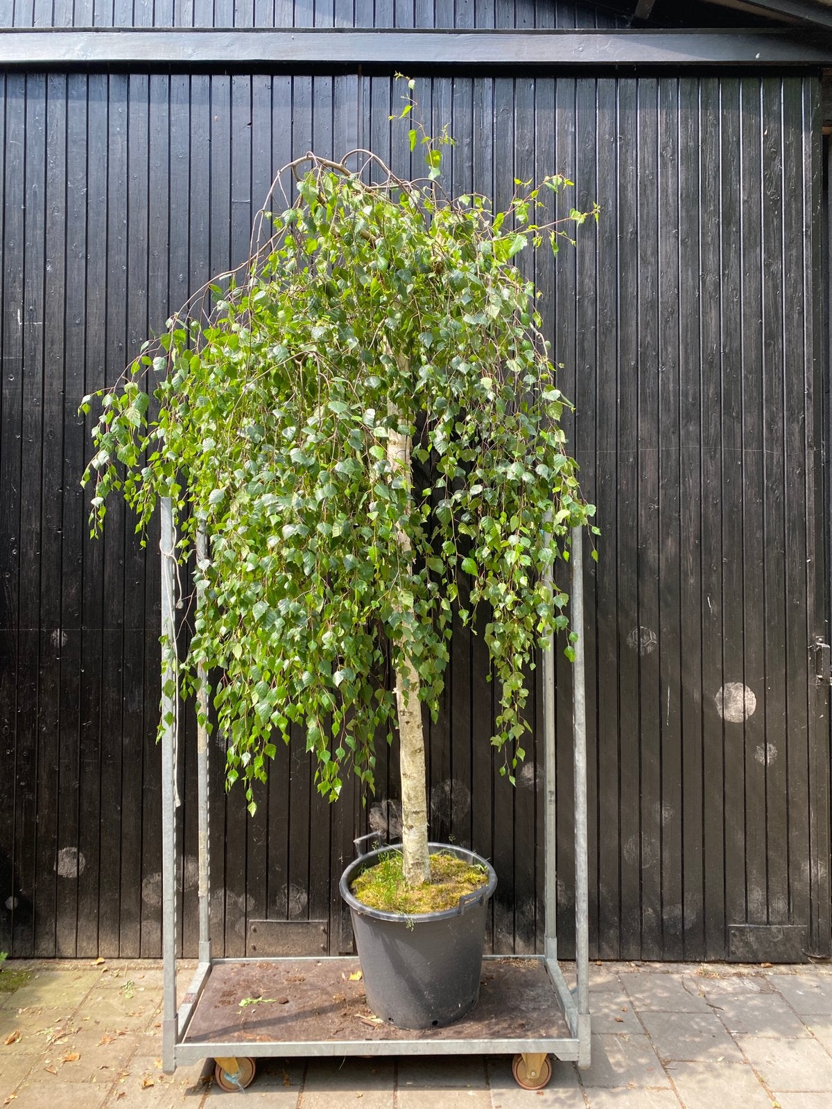 Betula pendula youngii Prieelberk, parasolboom, Tuin en Terras, Ophalen, Overige soorten, Volle zon