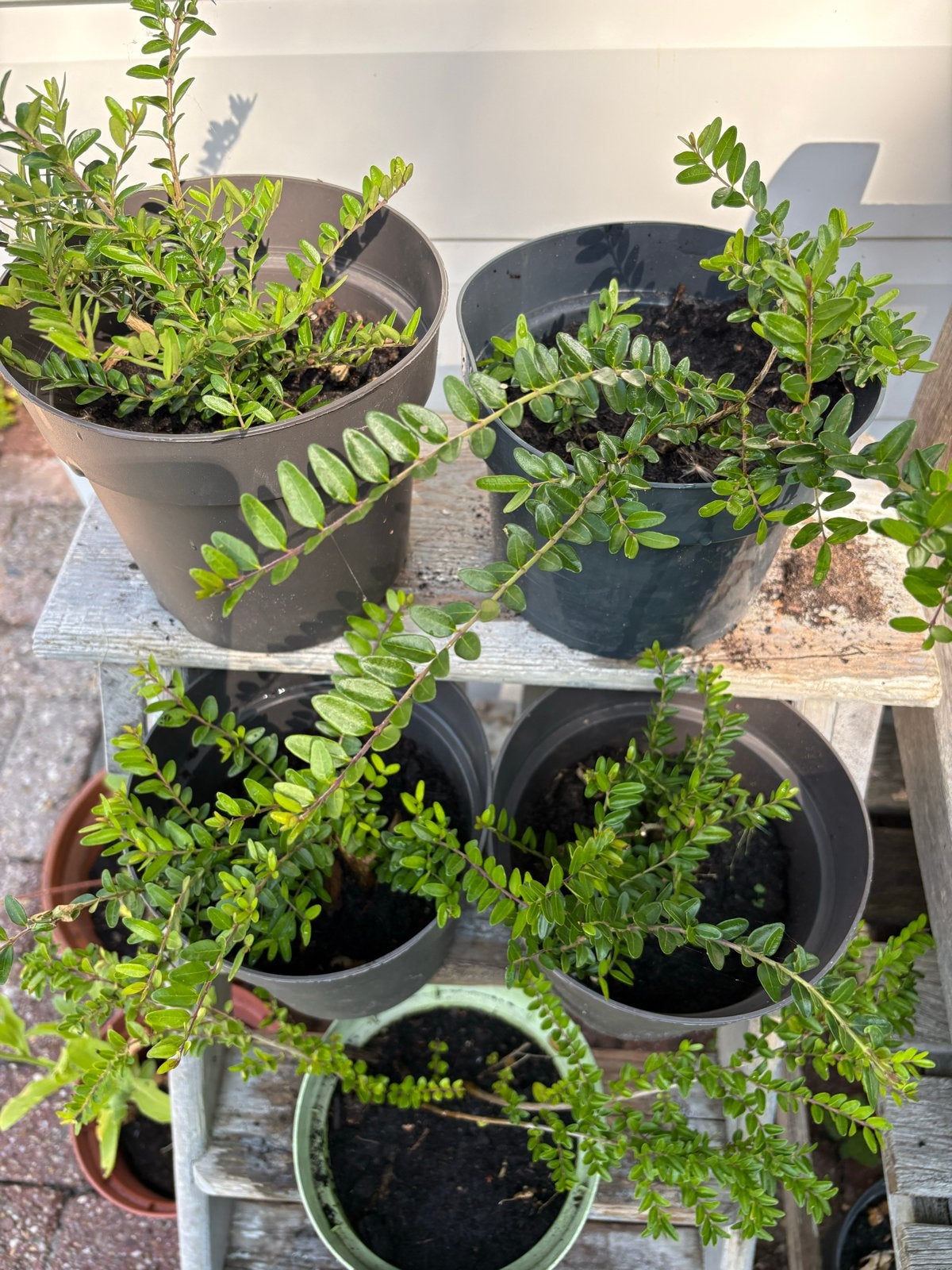 5 potten bodembedekkers, Ophalen, Vaste plant, Bodembedekkers