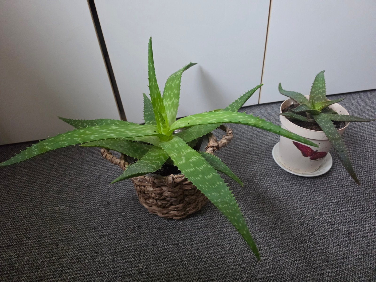 vetplanten, Huis en Inrichting, Ophalen, Halfschaduw, Minder dan 100 cm