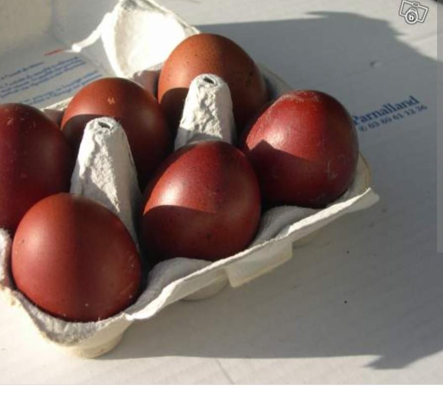 Broedeieren, marans, witte leghorn, araucana, olijflegger, Dieren en Toebehoren