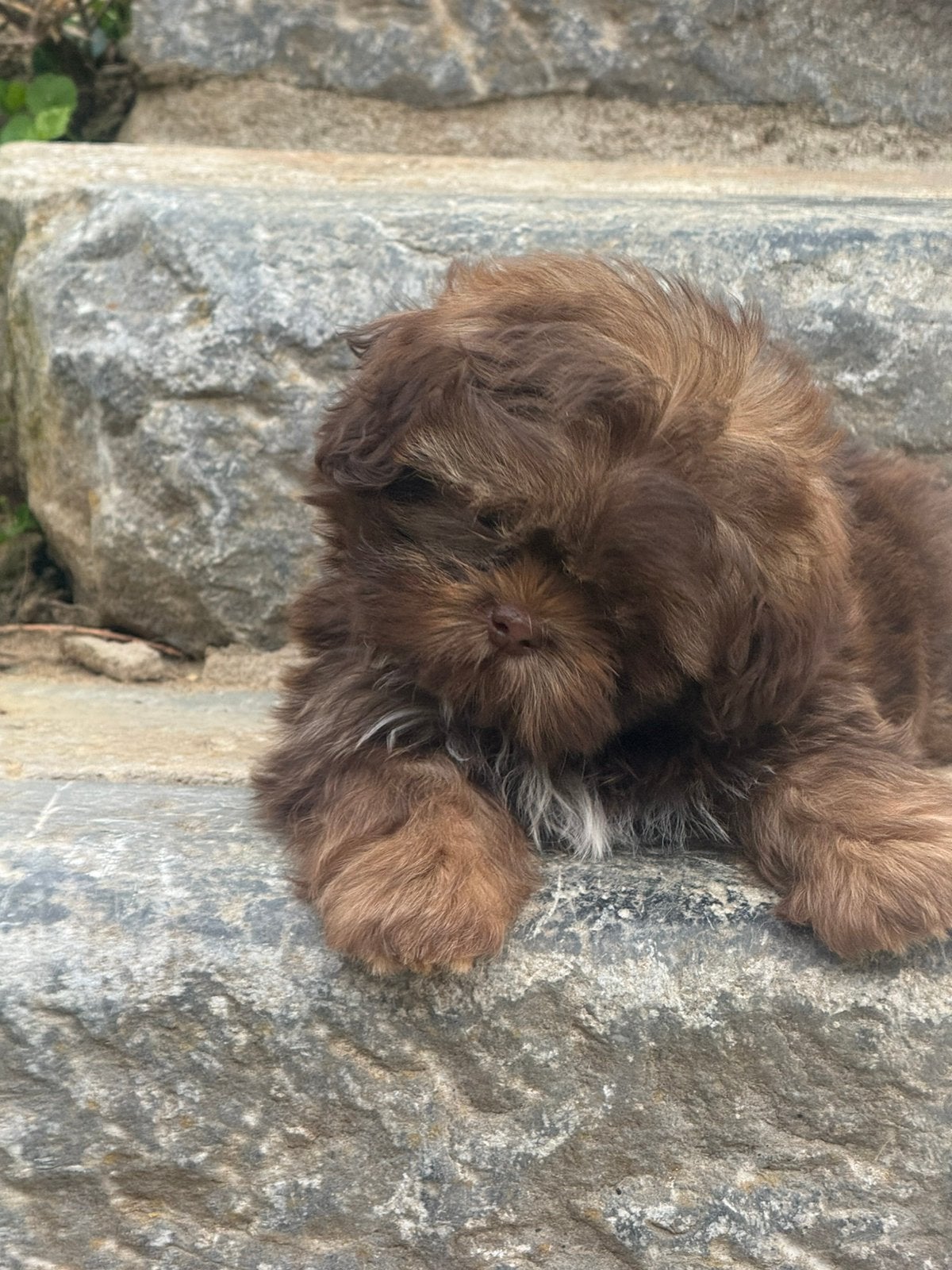 Shih Tzu pupjes, Parvo, België, Overige rassen, 8 tot 15 weken