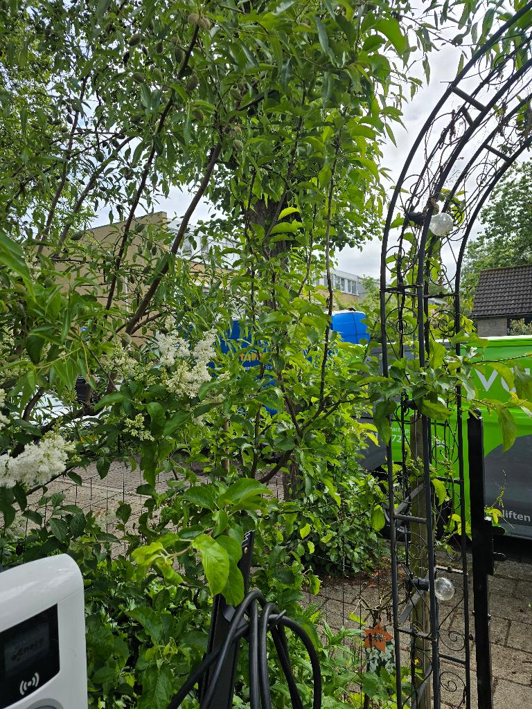 Appel boom, Ophalen, Halfschaduw, Zomer, Appelboom