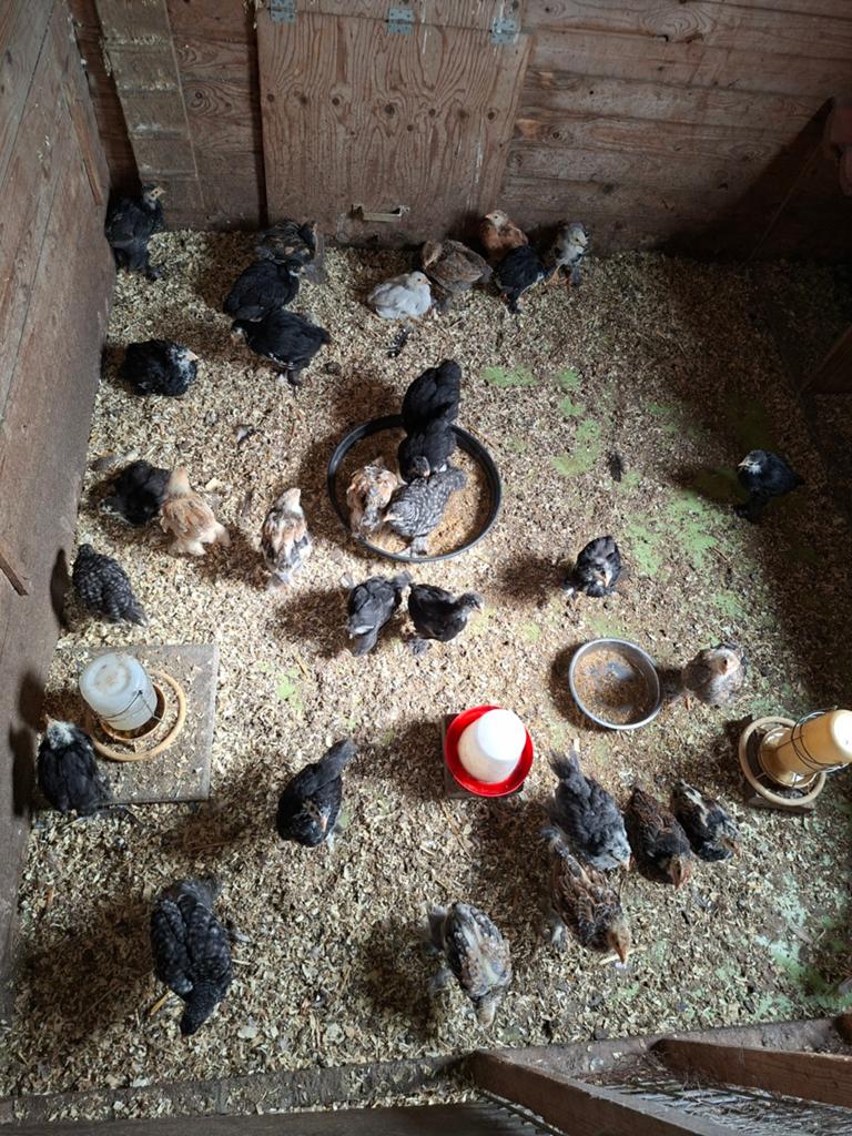 Brahma kuikens (grote soort) 38 stuks, Dieren en Toebehoren, Pluimvee, Geslacht onbekend, Kip