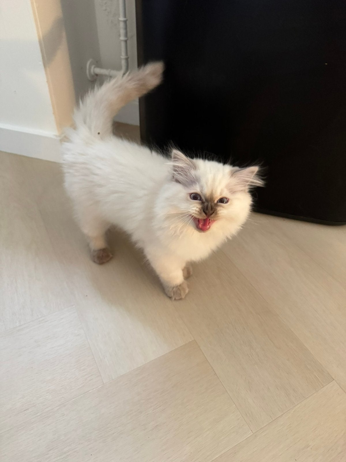 2 Brits Langhaar kittens beschikbaar in Roermond van cattery, Meerdere dieren