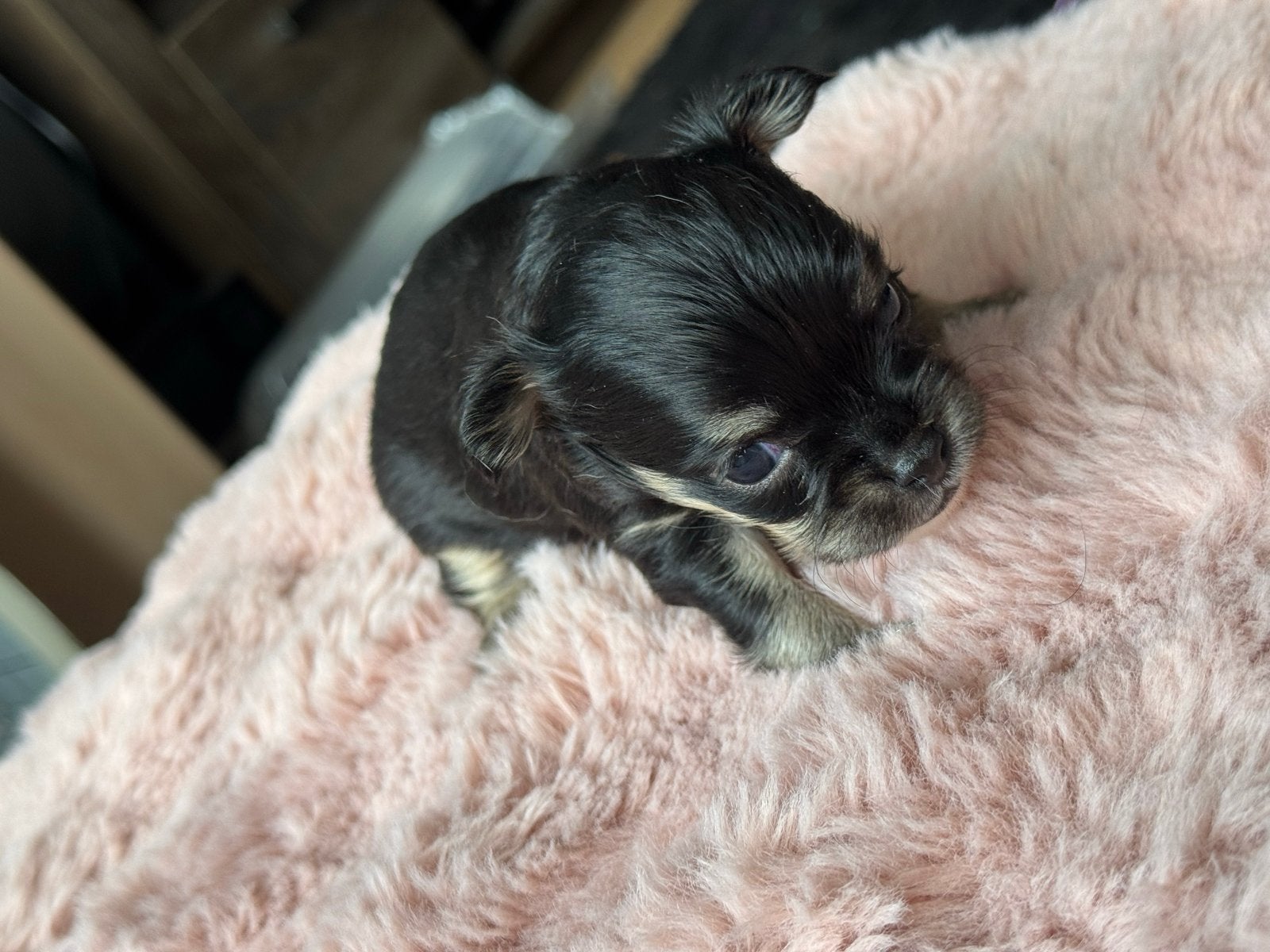 Chihuahua puppy's te koop, 8 tot 15 weken, Parvo, Meerdere, Meerdere dieren