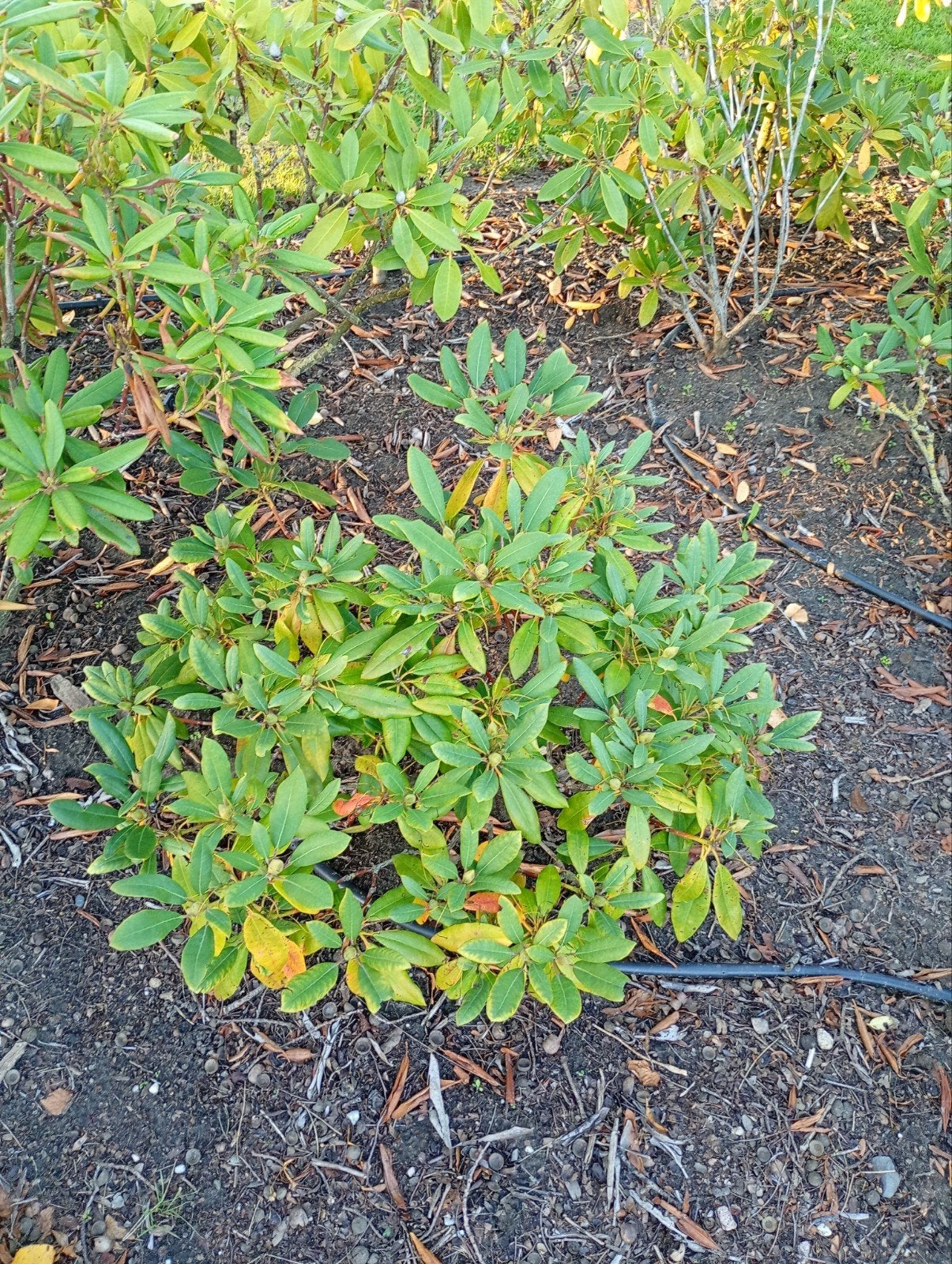 Rhododendron, Ophalen, Rhododendron, Minder dan 100 cm