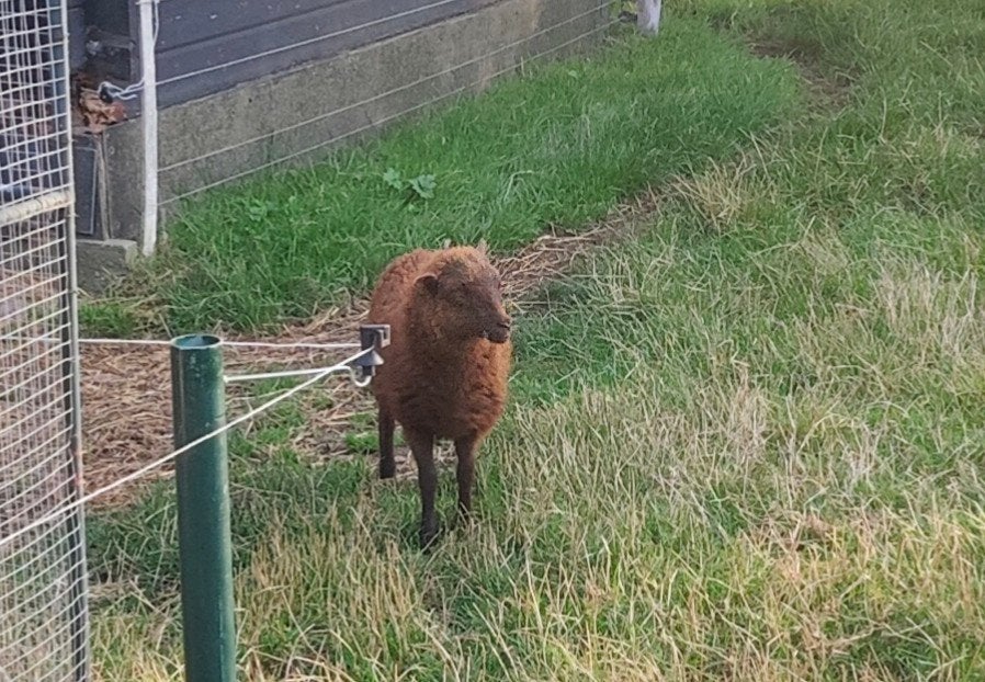 Ouessant ooit lam, Dieren en Toebehoren, Vrouwelijk, Schaap, 0 tot 2 jaar