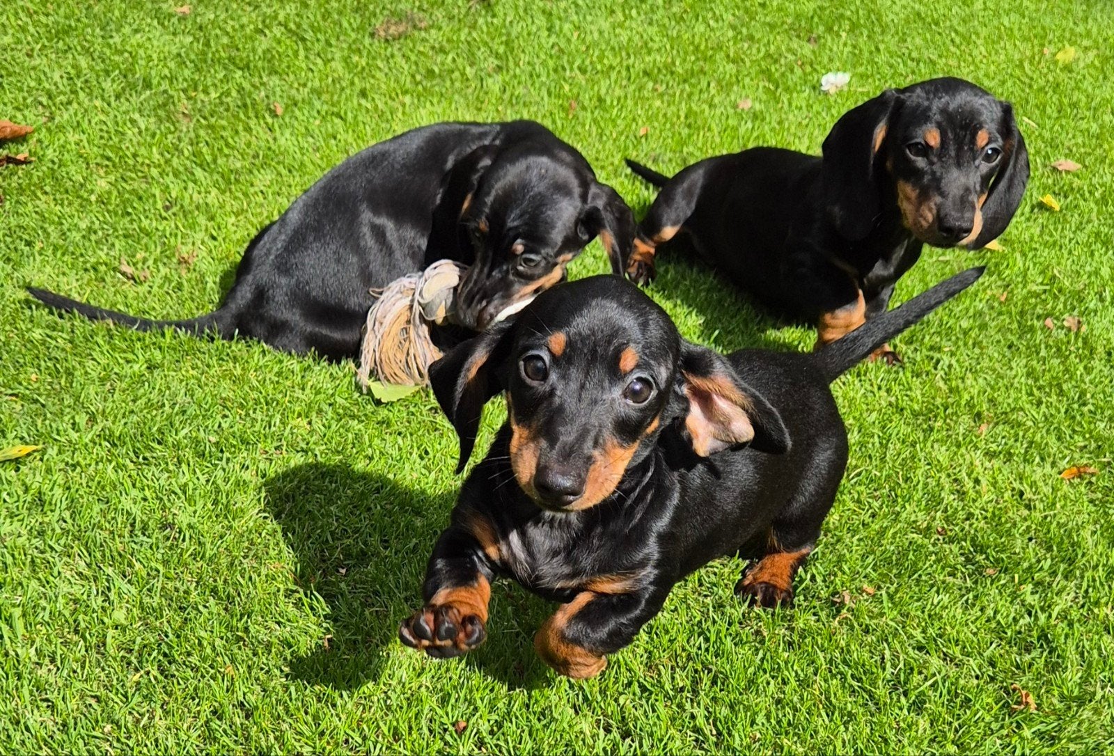 Kortharige dwerg teckel pups, Dieren en Toebehoren, Nederland, CDV (hondenziekte), 8 tot 15 weken, Korthaar