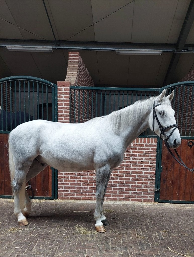 Te koop 4-jarige E-pony ruin., Ruin, Zadelmak, 3 tot 6 jaar, Recreatiepony