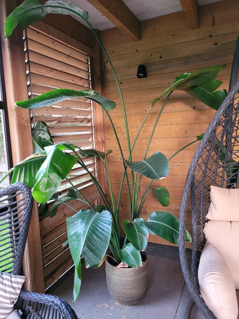 Prachtige grote kamerplant met mooie pot, Ophalen, 200 cm of meer, Overige soorten, Halfschaduw