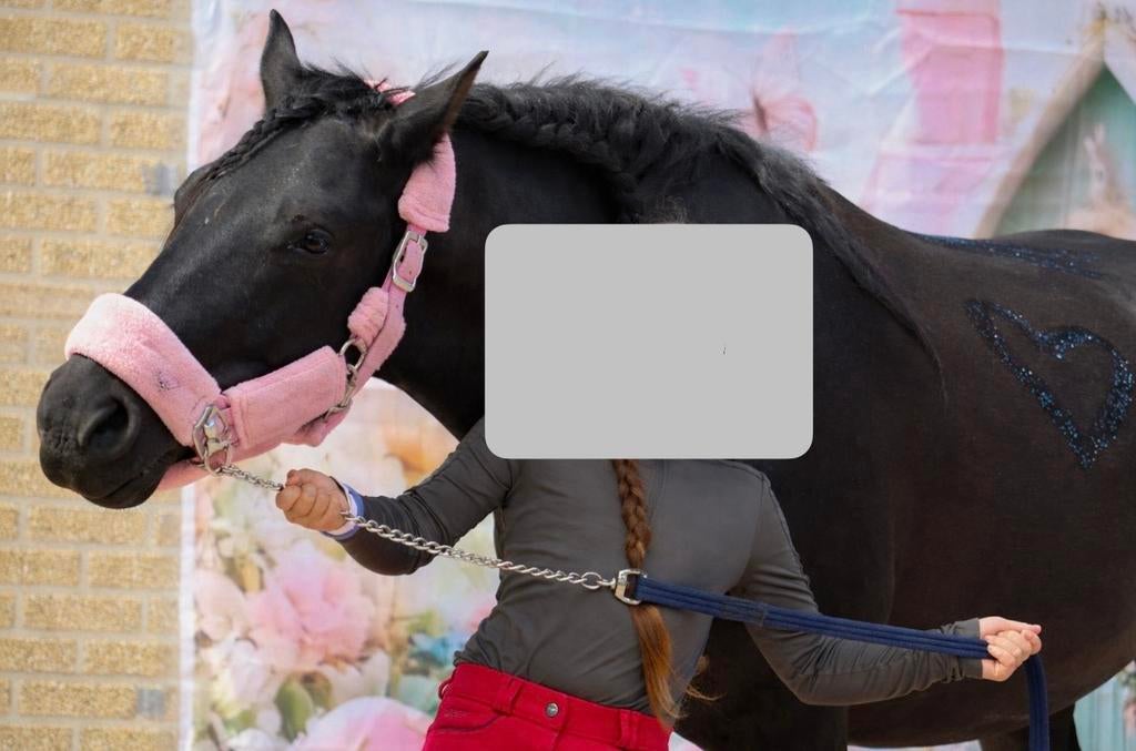 Zeer knappe 4 jarige goedgekeurde ruin, Gechipt, B, Ruin, 3 tot 6 jaar