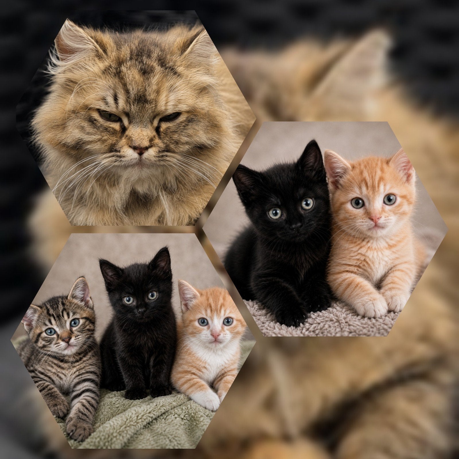 Britse korthaar/europese korthaar kittens, Dieren en Toebehoren, Katten en Kittens | Raskatten | Langhaar, Gechipt
