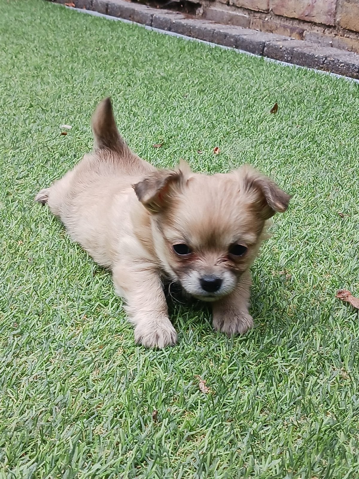 Lief blond langharig chihuahua teefje zoekt een fijn thuis️, Dieren en Toebehoren, Honden | Chihuahua's en Gezelschapshonden, 8 tot 15 weken