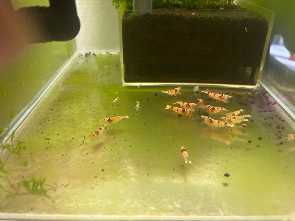 Galaxy fishbone black ( Vin )  Rode  !, Dieren en Toebehoren, Kreeft, Krab of Garnaal, Zoetwatervis, Schoolvis