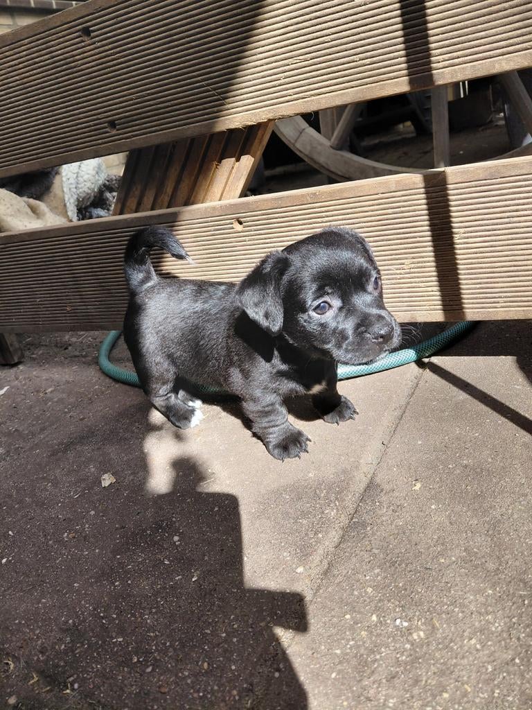 Jack russel pups, Dieren en Toebehoren, Honden | Jack Russells en Terriërs, Jack Russell Terriër, 8 tot 15 weken, Parvo, Meerdere