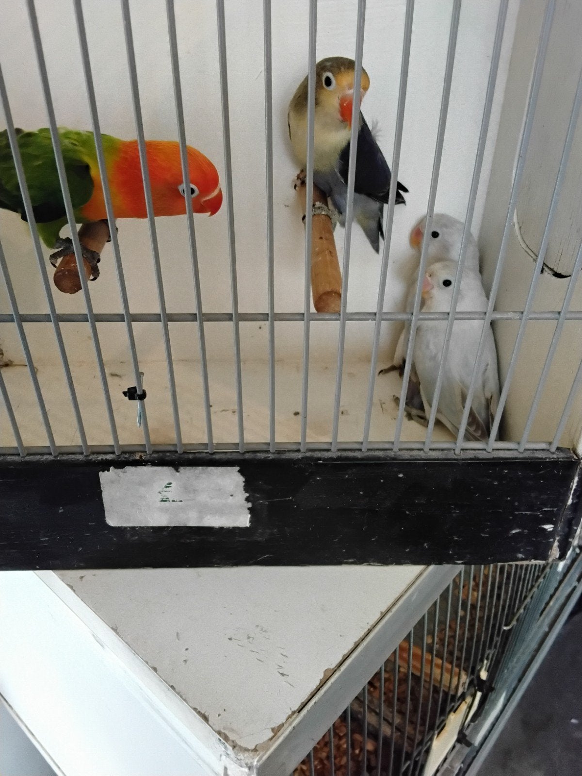 Agapornis Ficheri Opaline, Dieren en Toebehoren, Meerdere dieren, Dwergpapegaai of Agapornis
