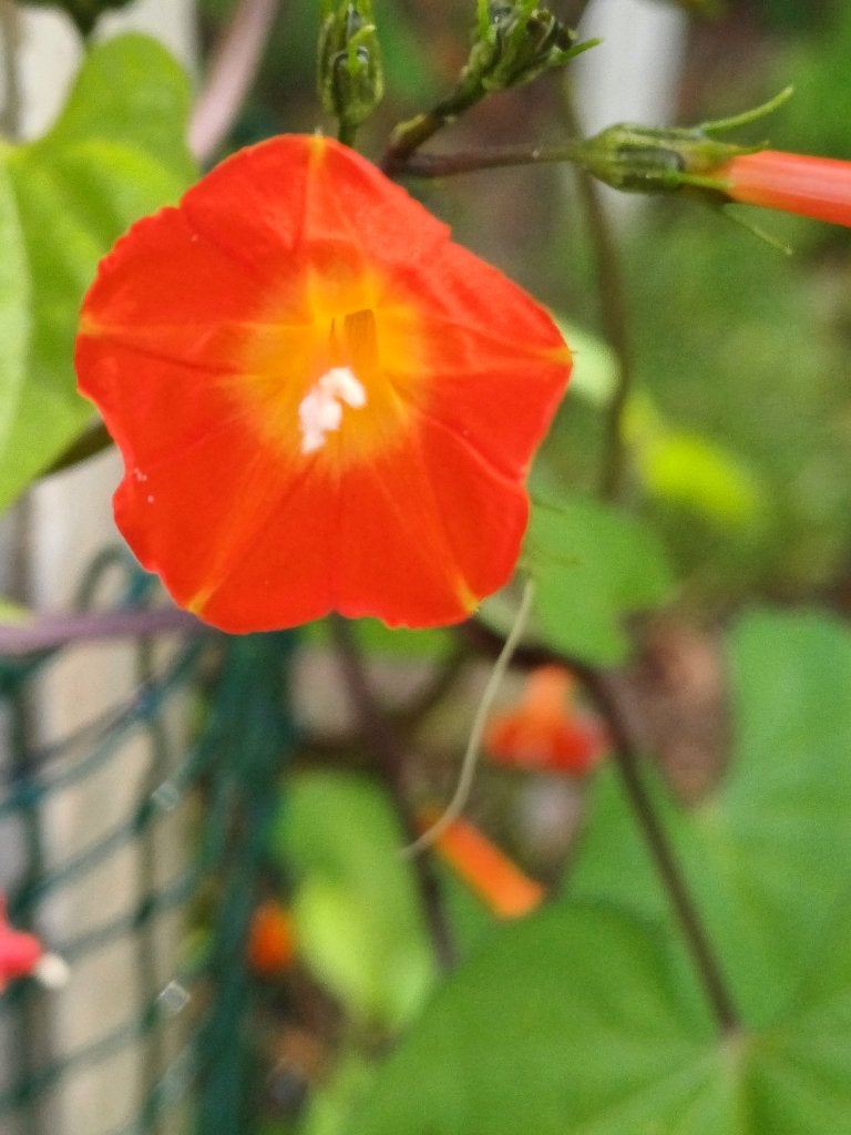 Ipomoea Coccinea Noah Orange - Prachtige Klimplant, Ophalen of Verzenden, Voorjaar, Volle zon, Zaad