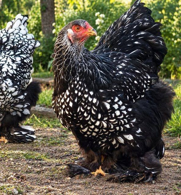 Brahma broedeieren zilver zwart gezoomd groot ras, Verzenden, Nieuw, Kippenhok of Kippenren