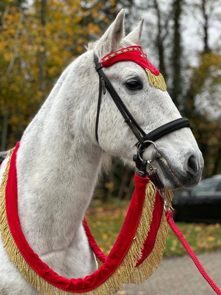 Sinterklaaspaard, schimmel, Ozosnel, amerigo te huur, Ophalen, Zo goed als nieuw
