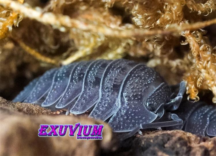 Armadillidium peraccae isopods / pissebedden, Overige soorten