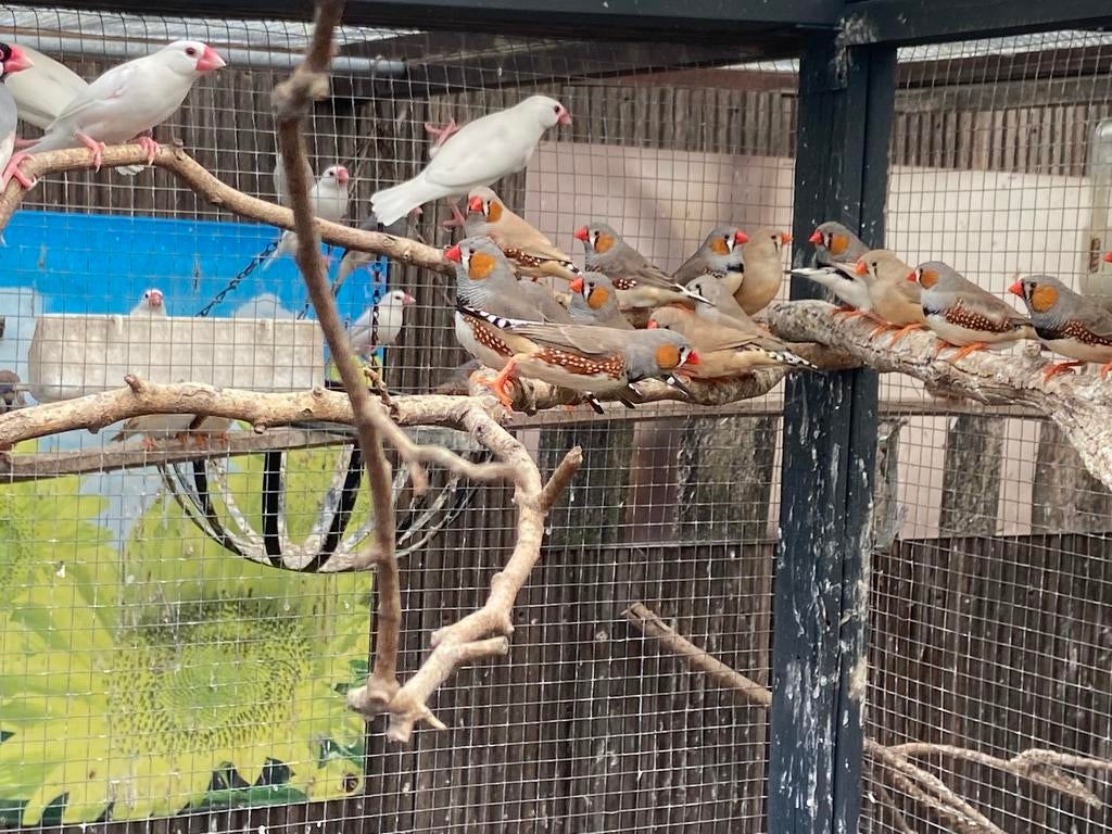 Te koop zebravinken, Dieren en Toebehoren, Vogels | Overige Vogels, Meerdere dieren