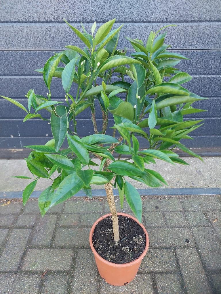 Citrus Clementina - Clementineboom H: 87 cm., Ophalen, Minder dan 100 cm, Volle zon, Citroenboom