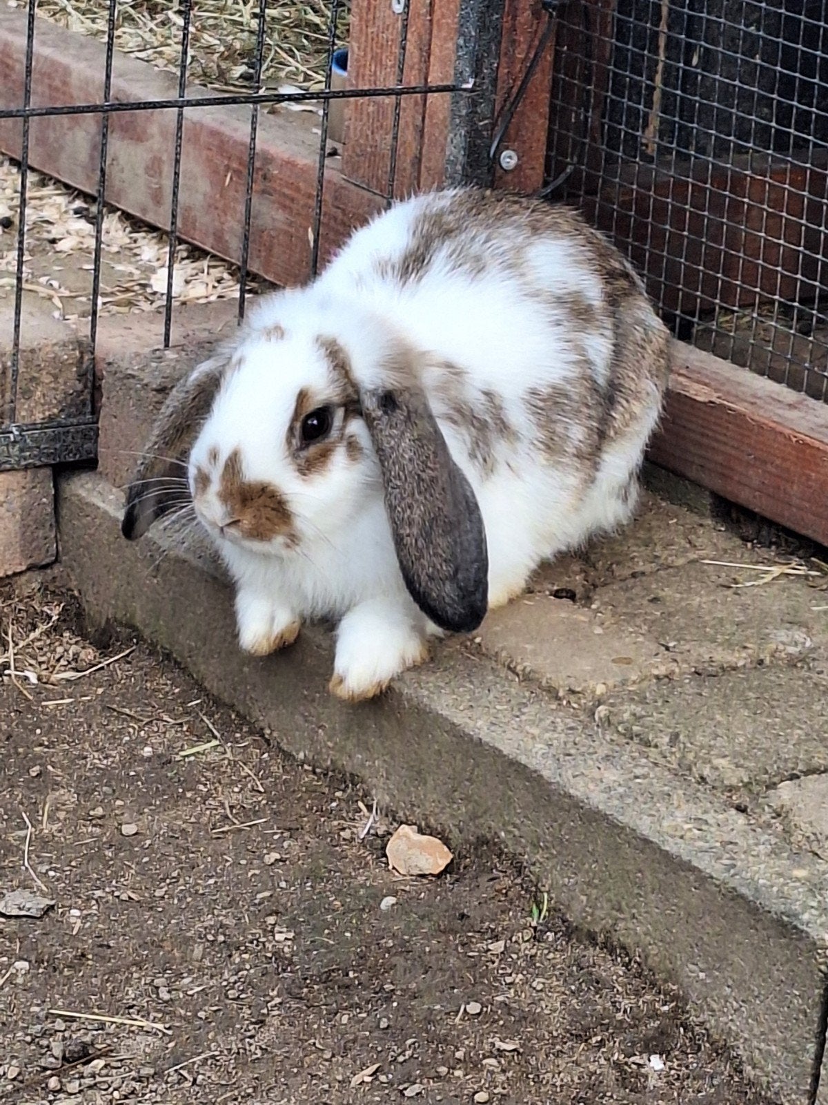 te koop dwergkonijntjes, Dieren en Toebehoren, Mannelijk, Dwerg, Hangoor
