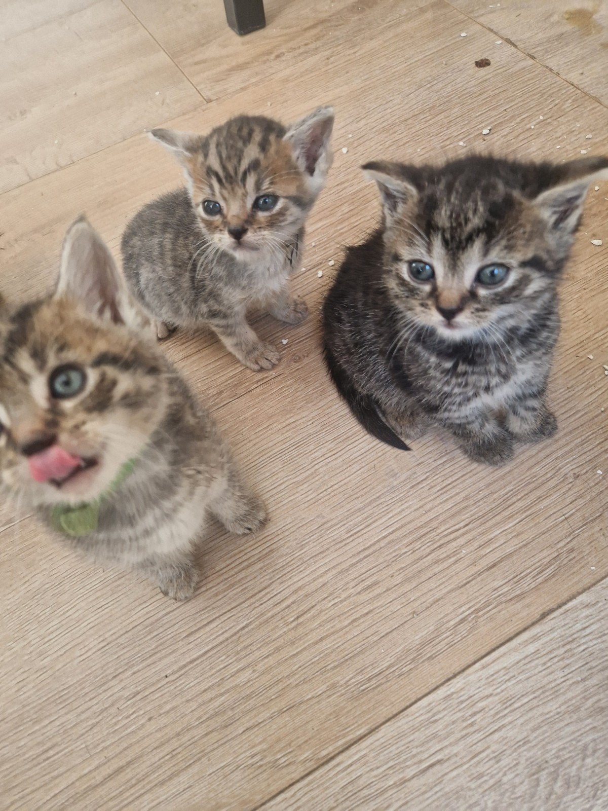 kittens te koop mooie tijgertjes, Dieren en Toebehoren, Meerdere dieren, Ontwormd