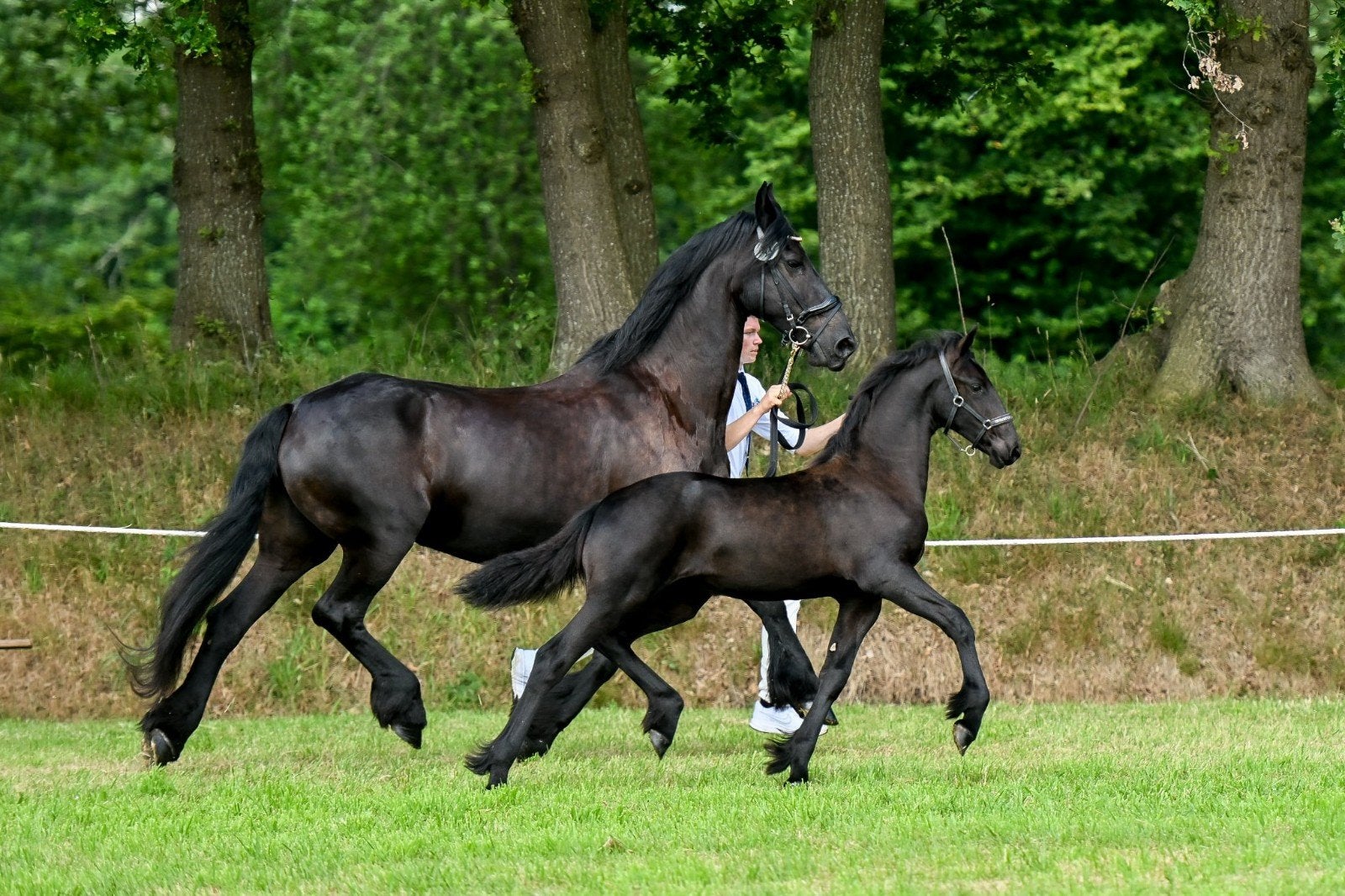 2e premie vol papier merrie veulen, Dieren en Toebehoren, Paarden, Merrie, Minder dan 160 cm, Met stamboom, Dressuurpaard