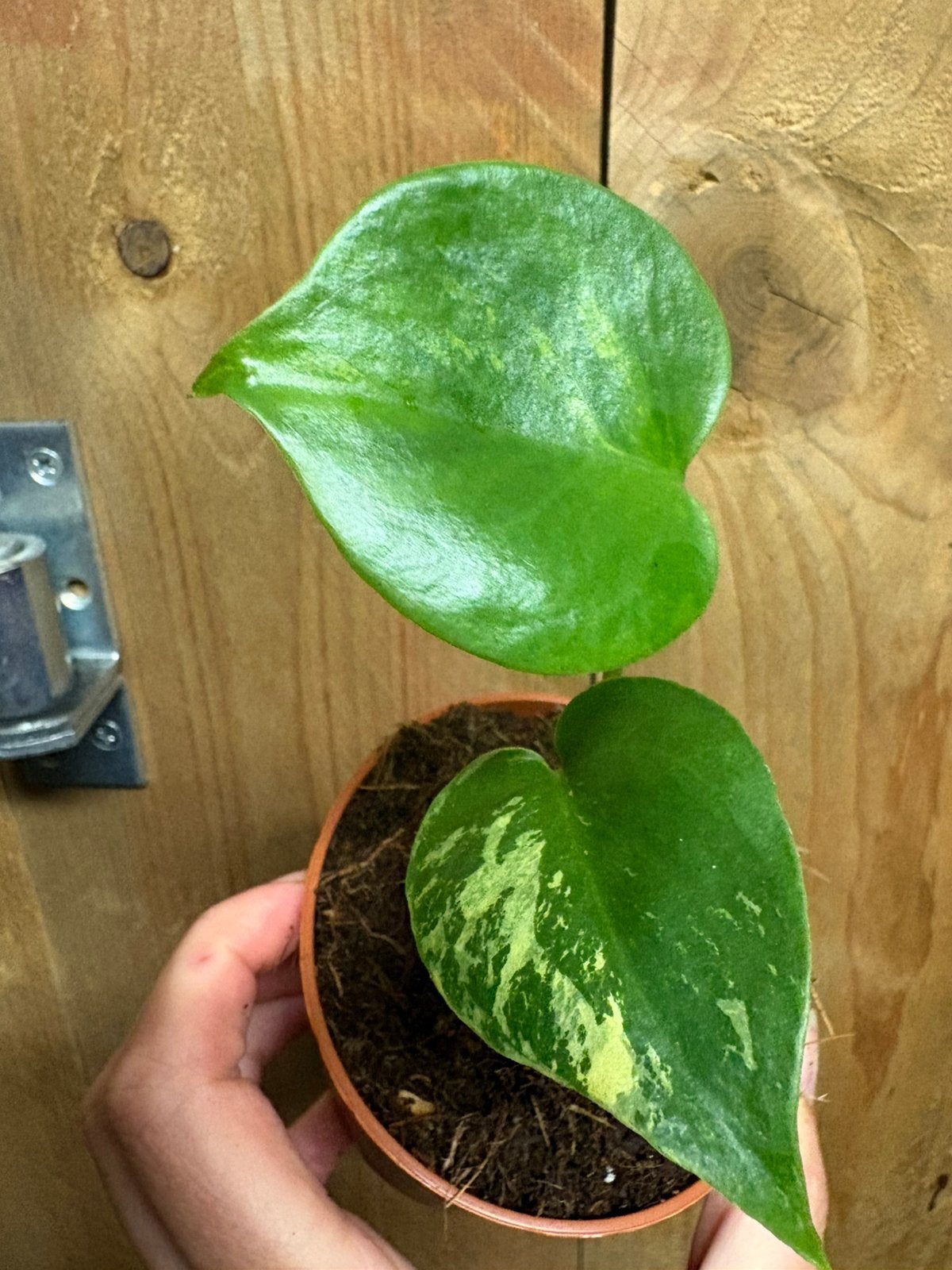 Monstera deliciosa variegata plant lemon mint aurea large, Huis en Inrichting, Kamerplanten, Ophalen of Verzenden, Halfschaduw