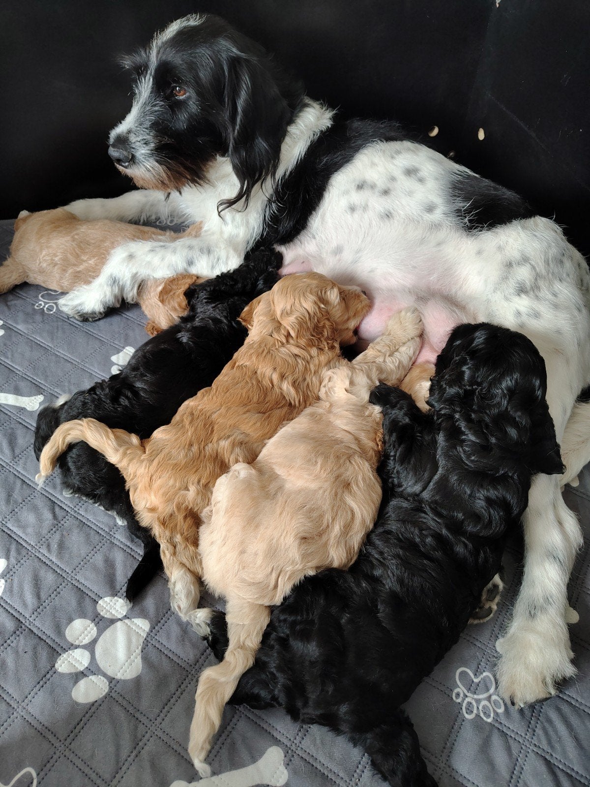 Cockapoo F1b, huiselijke kring opgegroeid, geteste ouders, 8 tot 15 weken, Meerdere, Meerdere dieren, Middel