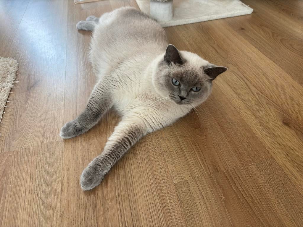 Britse korthaar blue point, Poes, Kortharig, 0 tot 2 jaar