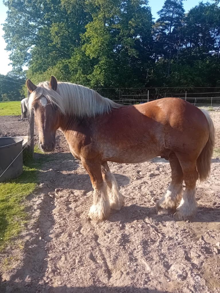 Trekpaard, Dieren en Toebehoren, Paarden, Ruin, Gechipt, Zadelmak, 7 tot 10 jaar