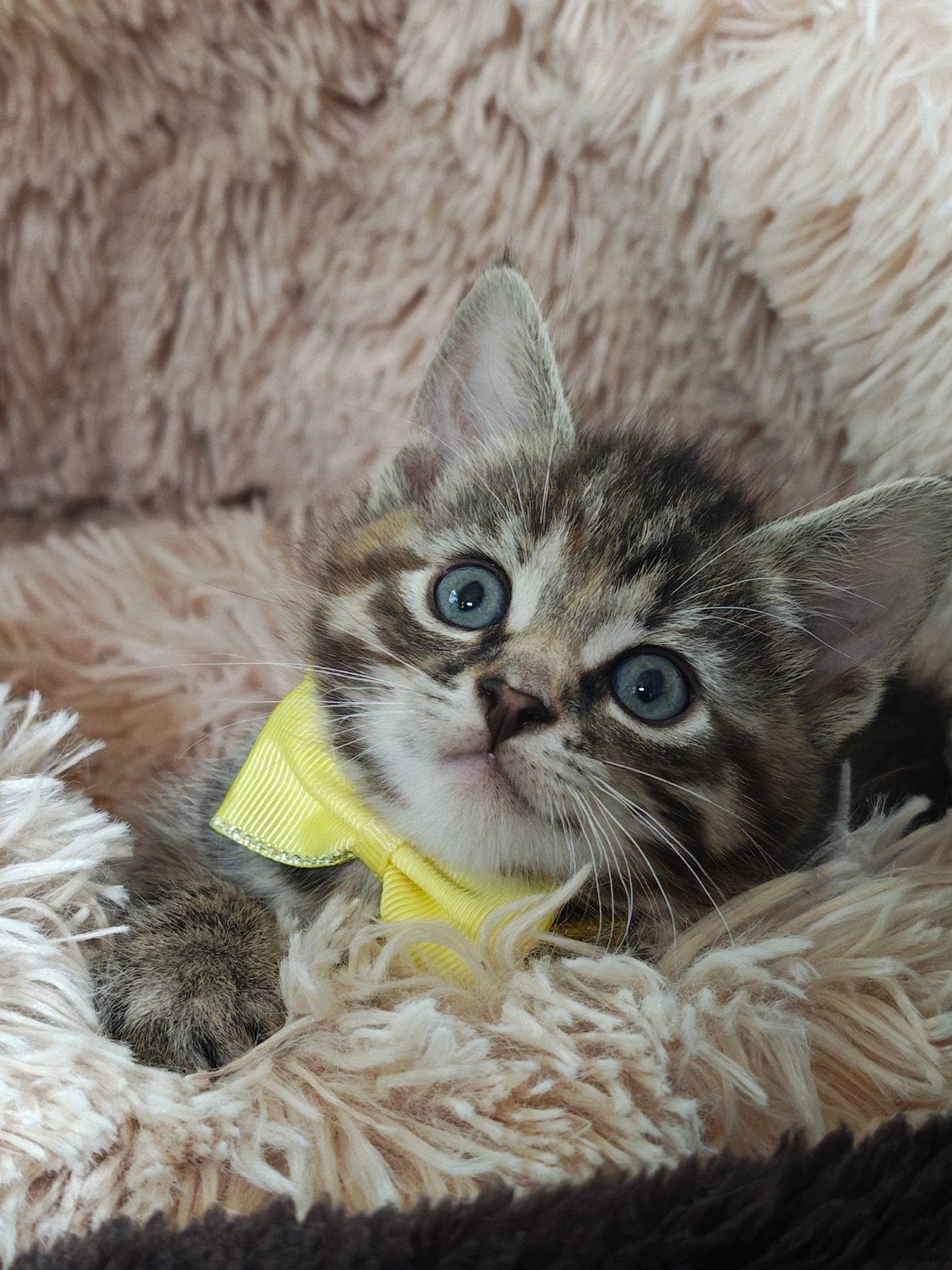 Prachtige kittens !, Meerdere dieren