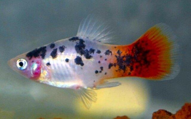 Hobbyaquarium  Platy white spotted redtail, Vis, Zoetwatervis, Schoolvis