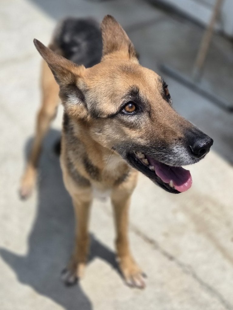 ACE: Khadiya is op zoek naar een goede thuis, Dieren en Toebehoren, Honden | Herdershonden en Veedrijvers, 6 jaar of ouder, Particulier