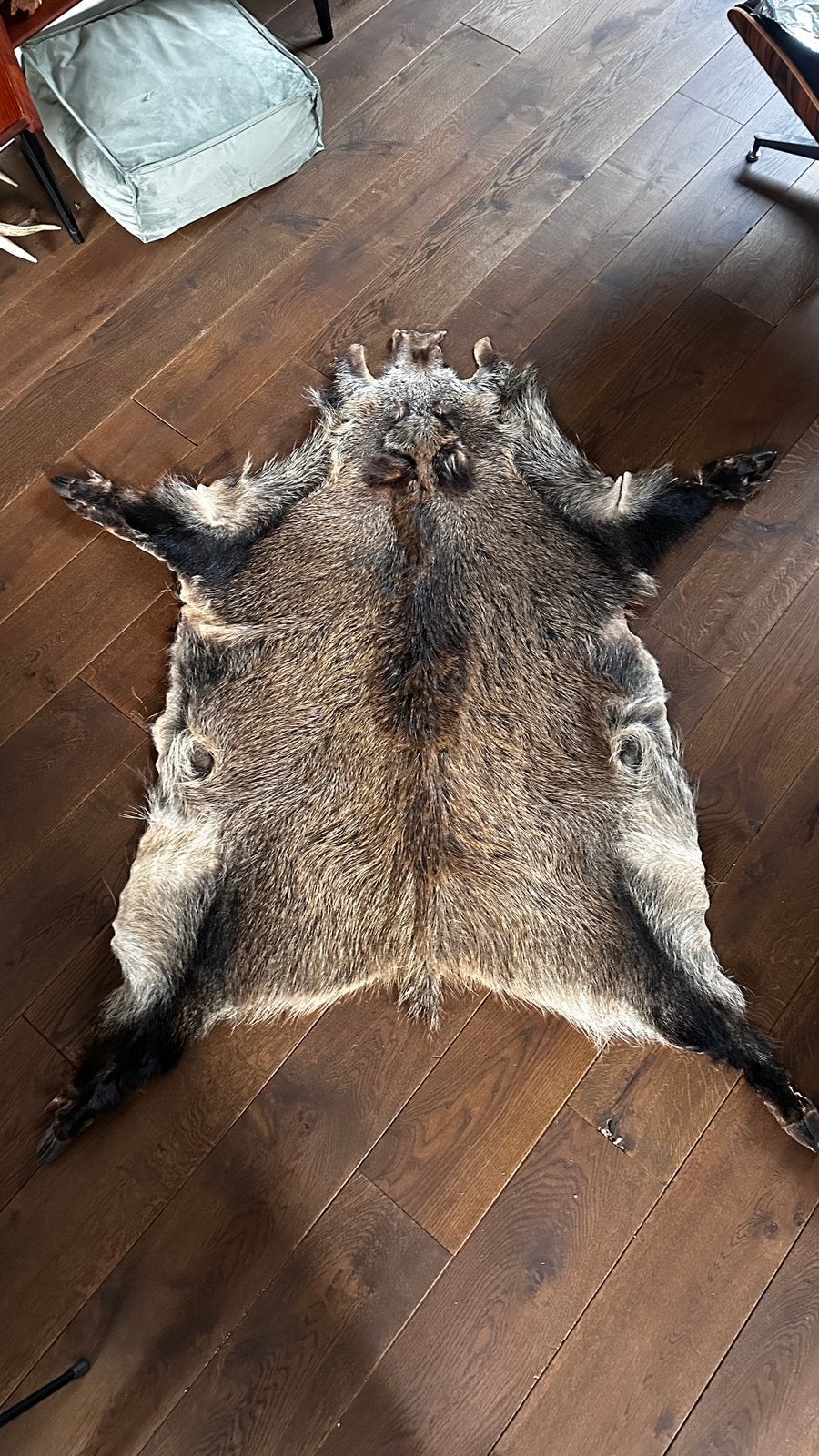 Wildzwijnen vel, Ophalen of Verzenden, Wild dier, Overige typen