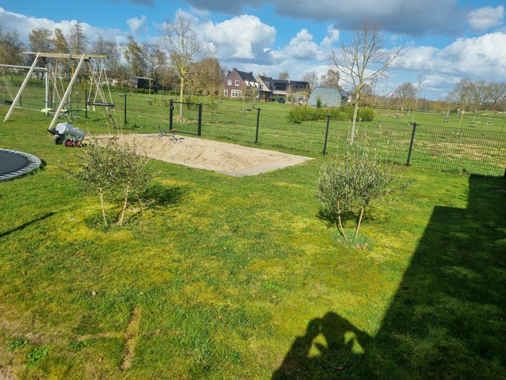 Jonge Olijfboom voor Tuin of Terras, Ophalen, Olijfboom